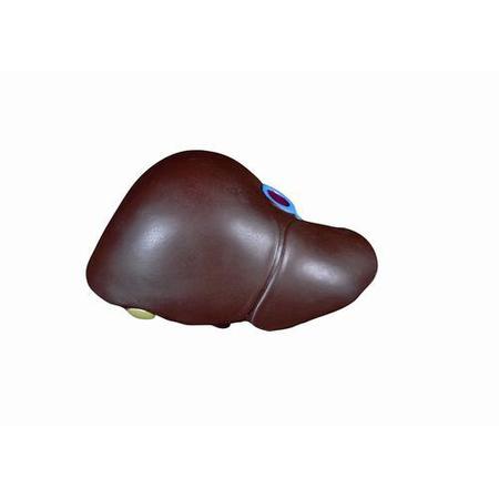 3B SCIENTIFIC Torso: Liver with gall bladder 1020671